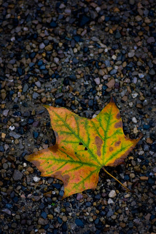 Leafy.