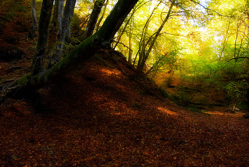 Alyth Den.