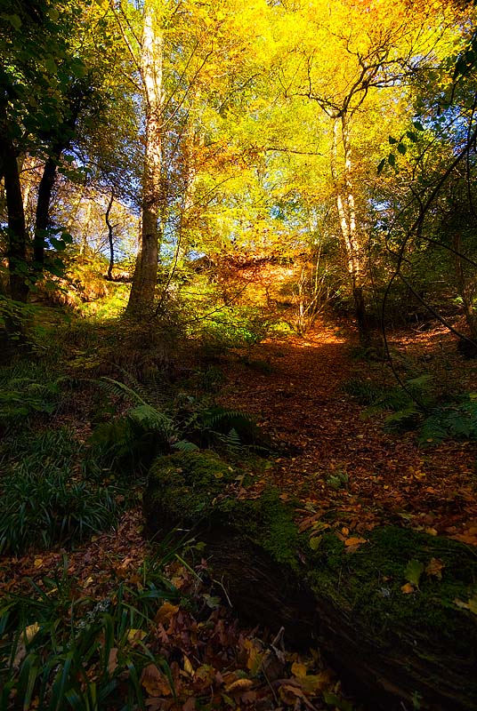 Alyth Den.