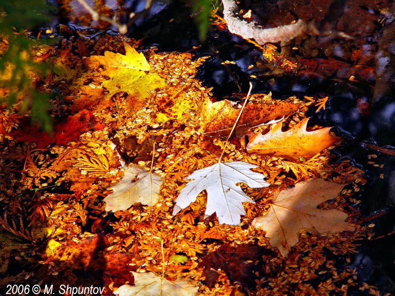 Autumn Leaves Fallen Leafs