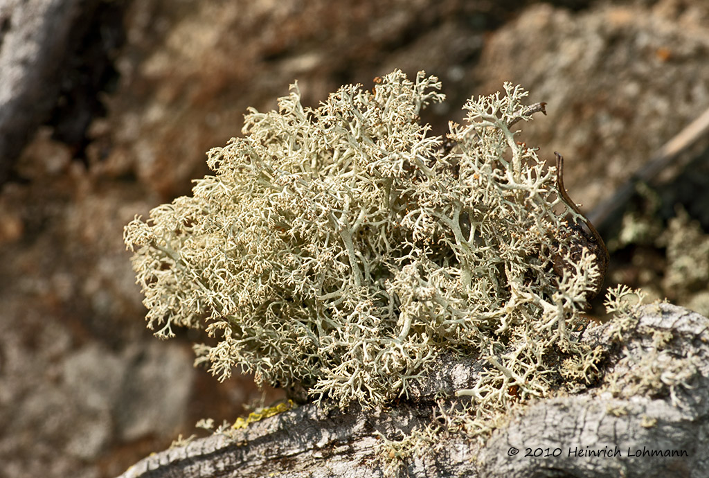 K230354-Lichen.jpg