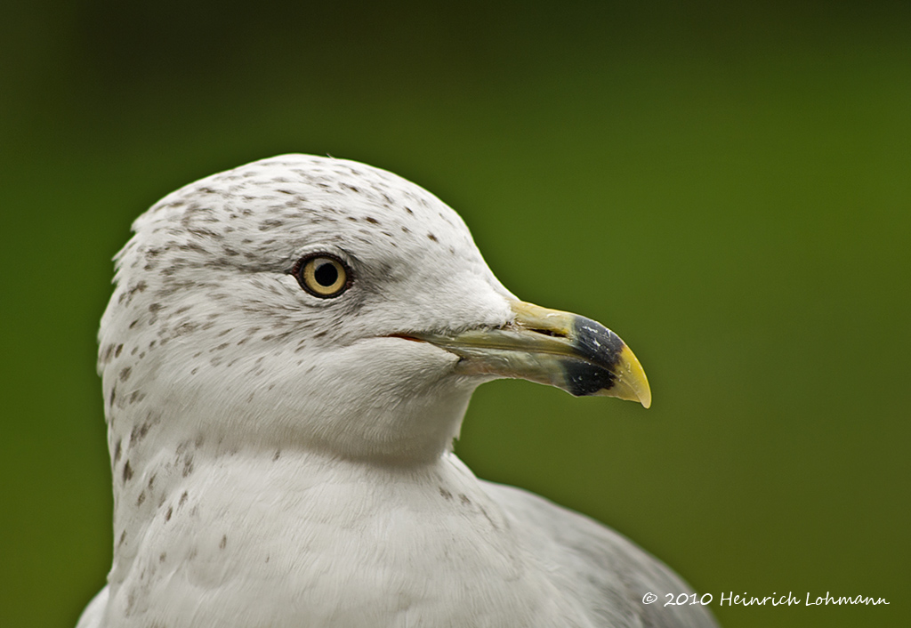K231533-Ring-billed gull.jpg