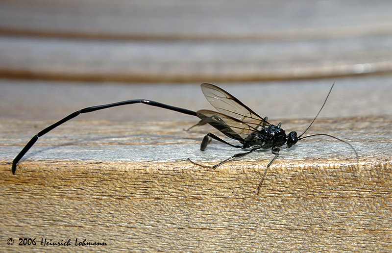 P1905-American Pelecinid.jpg