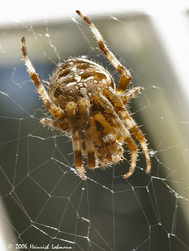 P2020-web.jpg