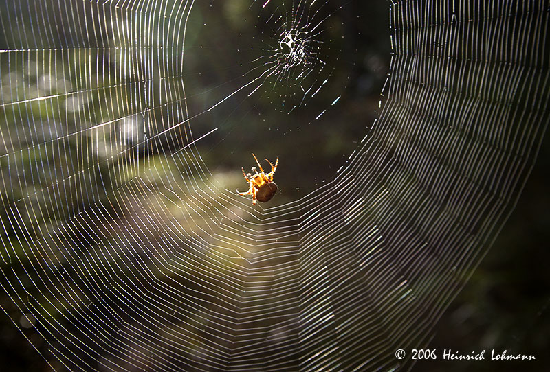 P2326-Orb Weaver at work.jpg