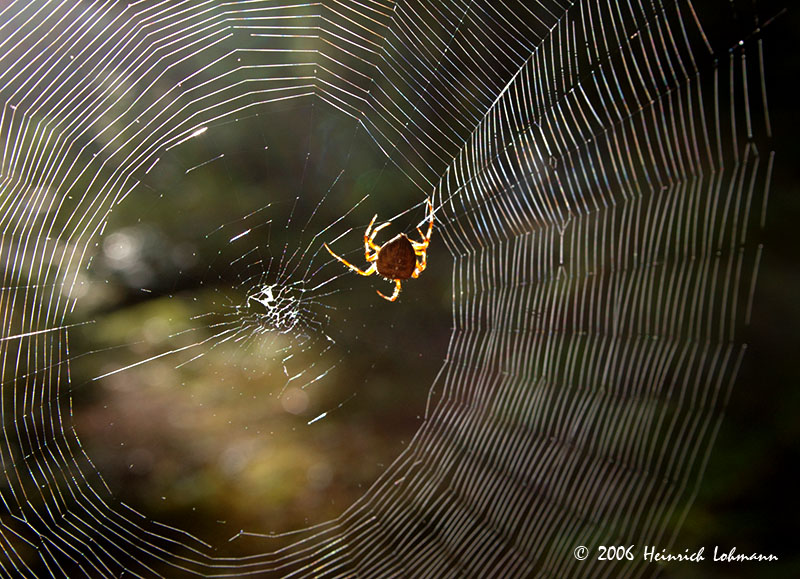 P2328-Garden Spider.jpg