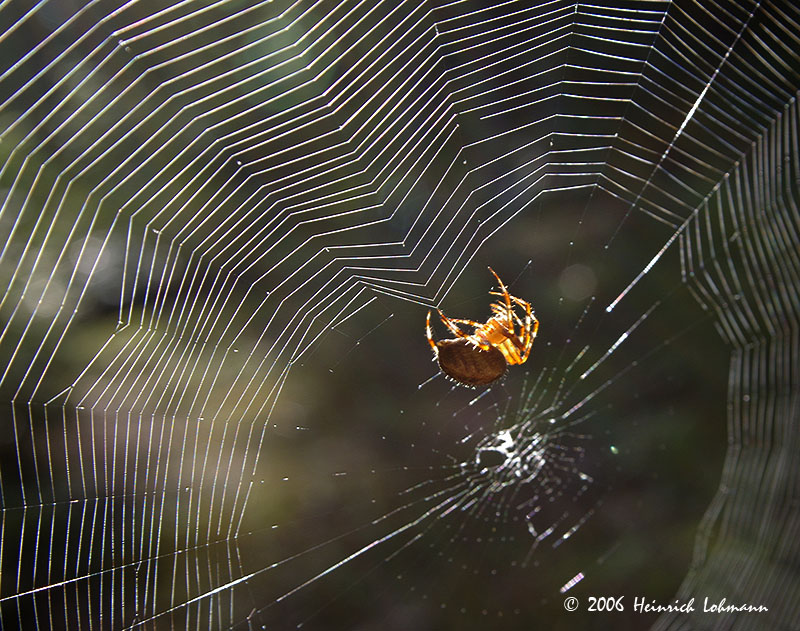 P2337-Orb Weaver at work.jpg