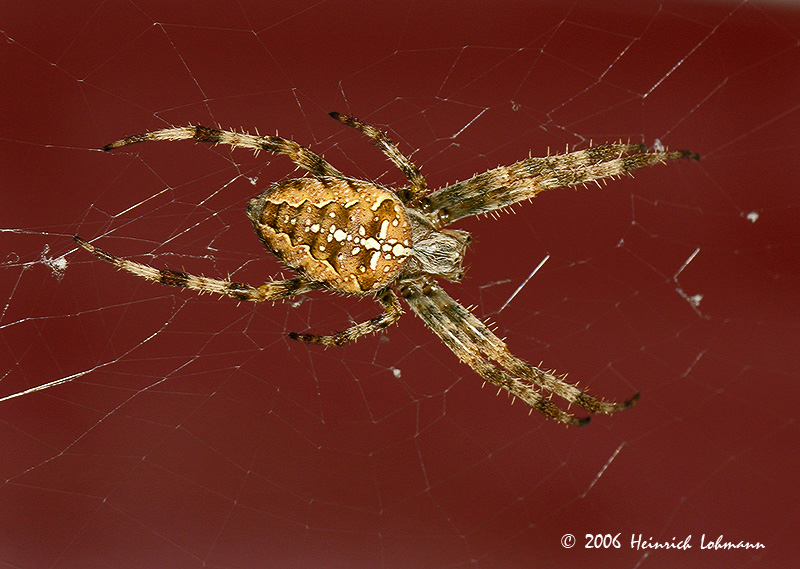 4125-Garden Spider.jpg