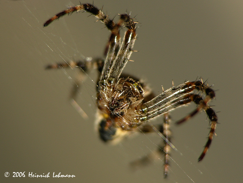 4226-web.jpg
