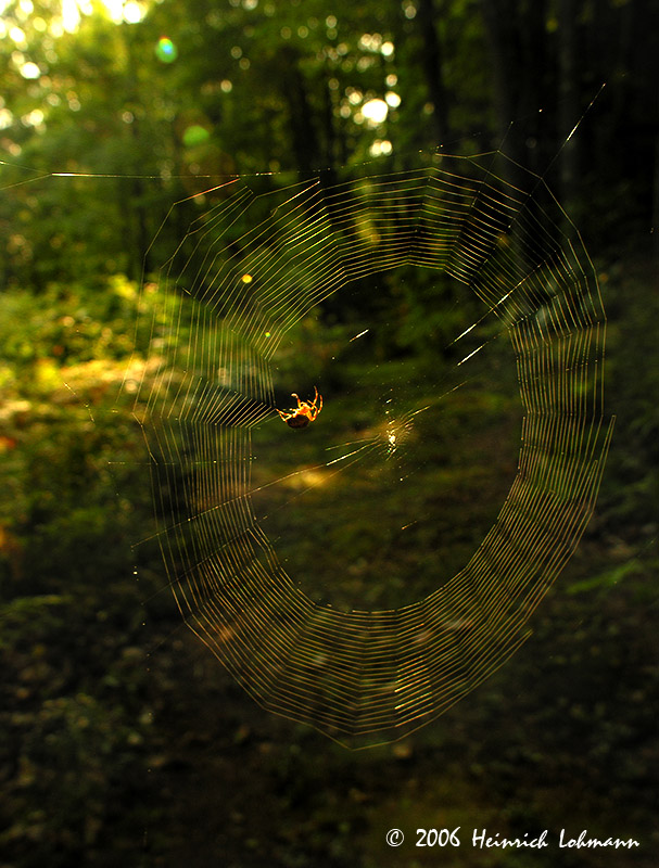 4413-Orb Weaver.jpg
