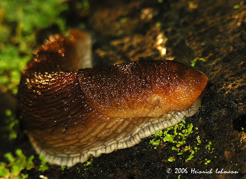 4450-slug.jpg