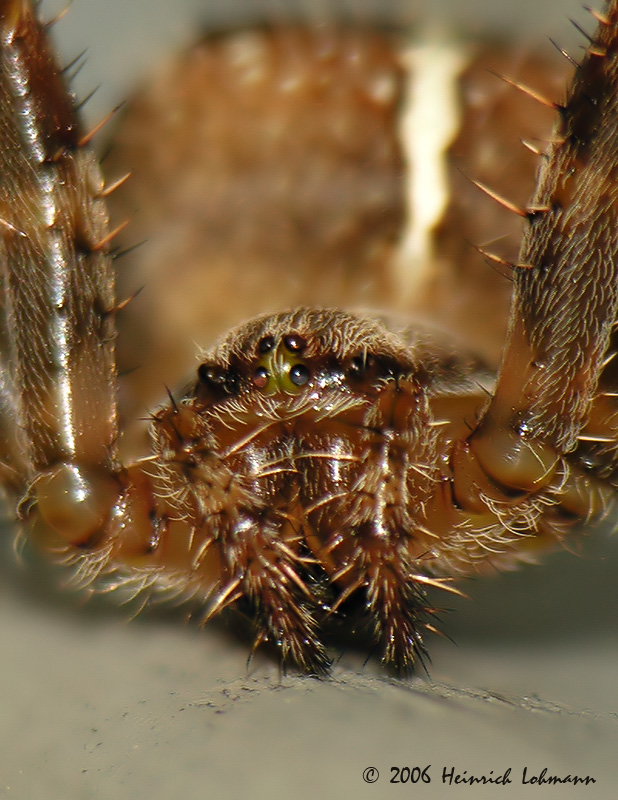 4517a-Orb Weaver.jpg