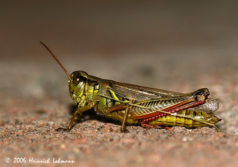 4565-Red-Legged Locust.jpg
