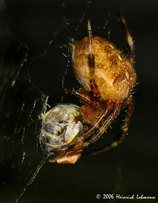 4595-Orb Weaver.jpg