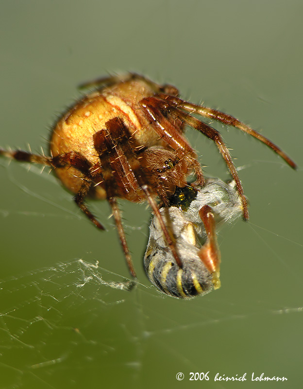 4607-Orb Weaver.jpg