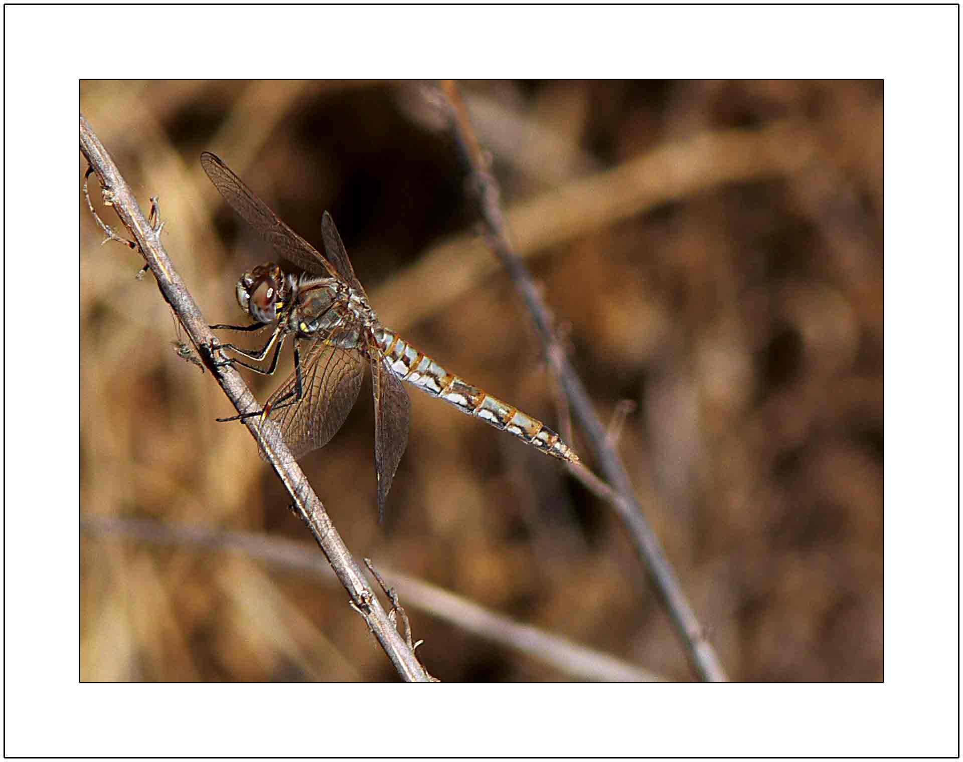 Dragonfly in Matching Colors