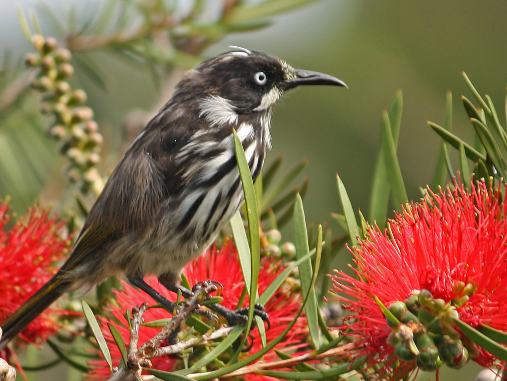 Mmmmm Bottlebrush