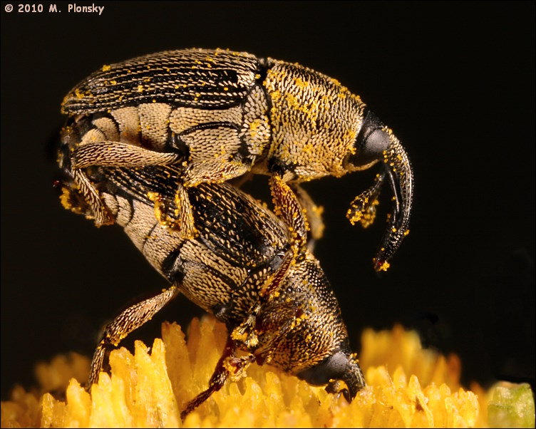 Mating Weevils