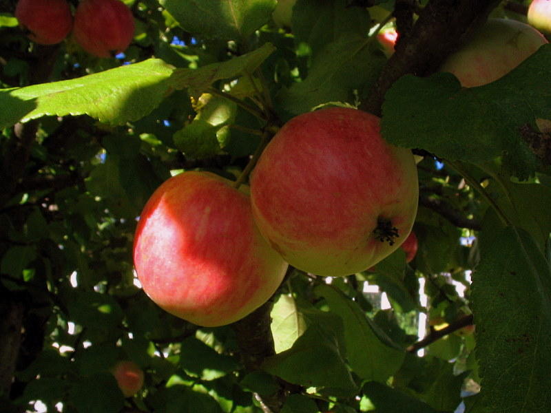 The apples of Lahamea National Park