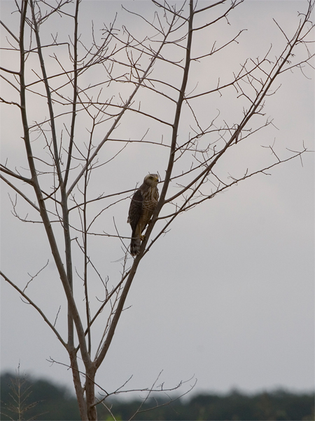 Roadside Hawk (juvenile) - Wegbuizerd (juveniel)