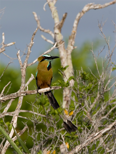 Turquoise-browed Motmot - Wenkbrauwmotmot