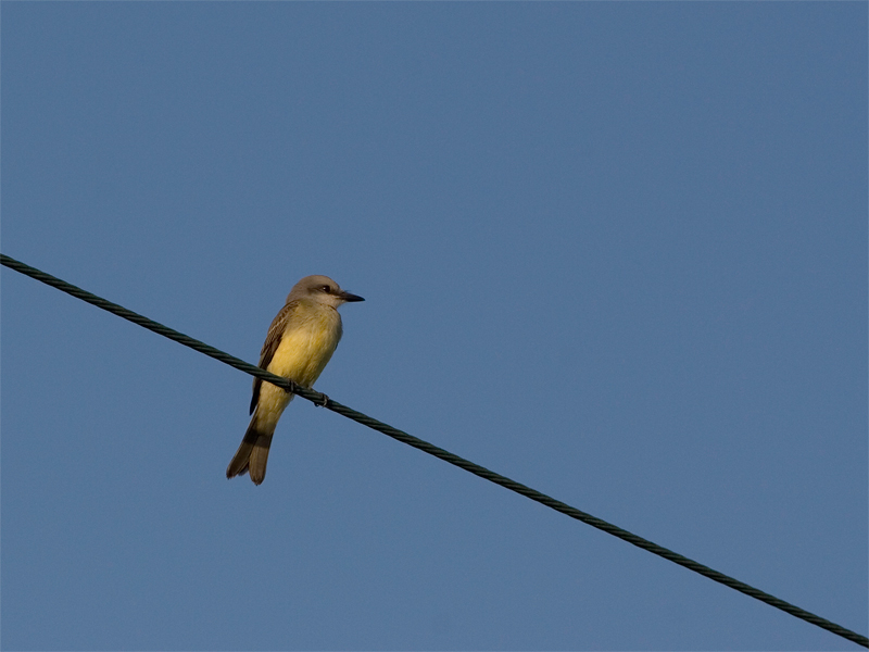 Tropical Kingbird - Tropische Koningstiran