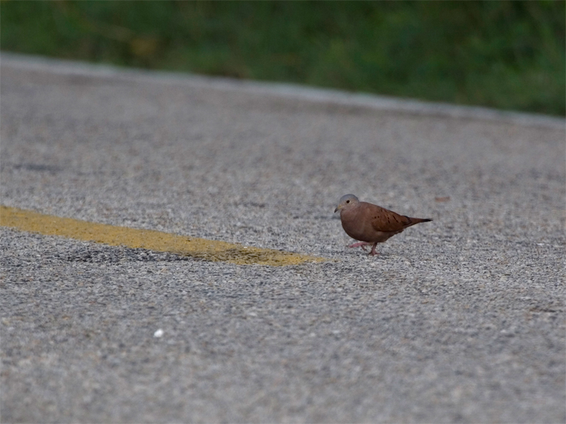 Ruddy-ground Dove - Steenduif