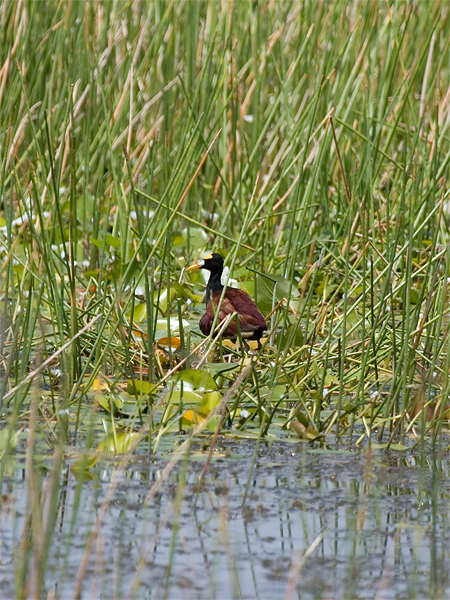 Northern Jacana - Leljacana