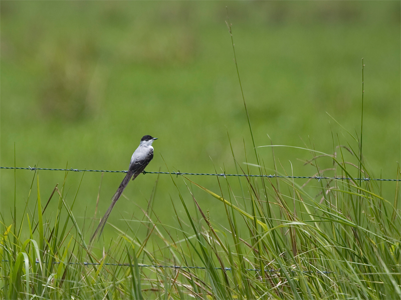 Fork-tailed Flycatcher - Vorkstaart-koningstiran