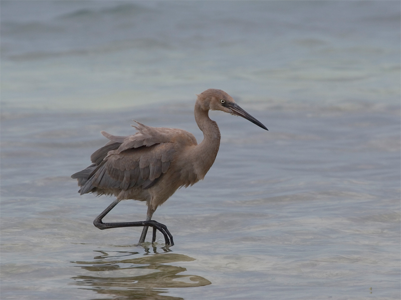 Reddish Egret - Roodhalsreiger