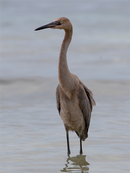 Reddish Egret - Roodhalsreiger