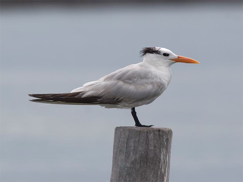 Royal Tern - Koningsstern