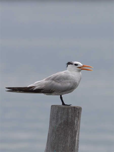 Royal Tern - Koningsstern
