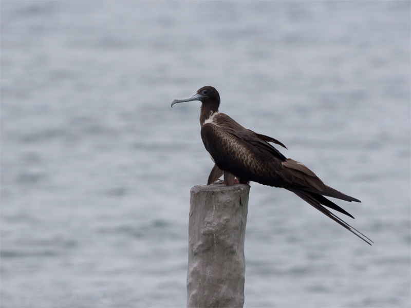 Magnificent Frigatebird - Amerikaanse Fregatvogel