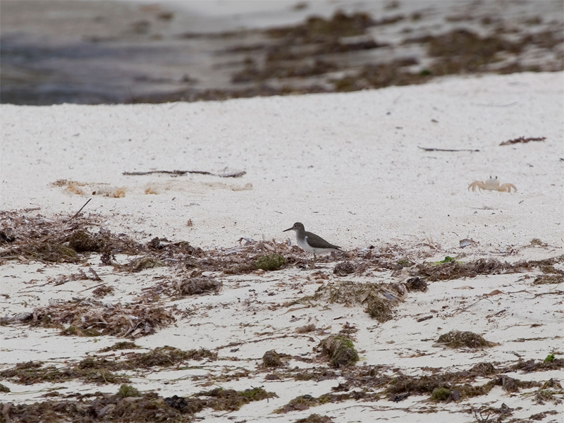 Spotted Sandpiper - Amerikaanse Oeverloper