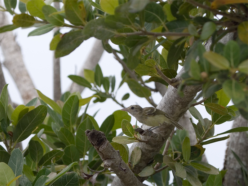 Mangrove Vireo - Mangrove Vireo