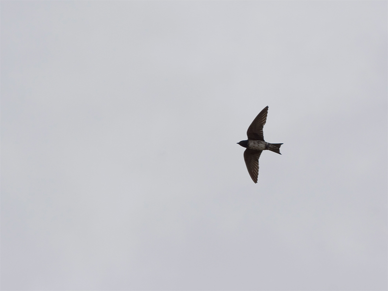 Purple Martin - Purperzwaluw