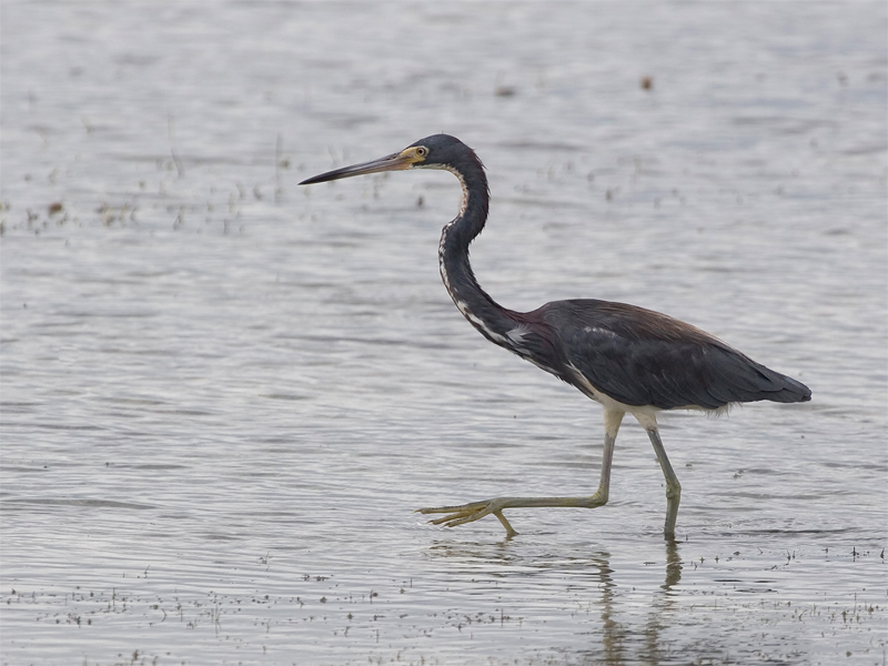 Tricolored Heron - Witbuikreiger