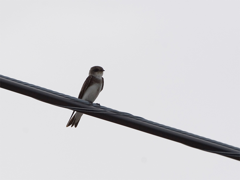 Sand Martin - Oeverzwaluw