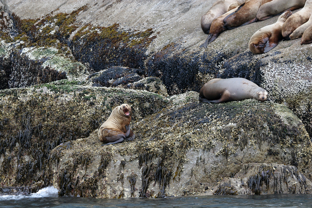 Stellers Sea Lion - Stellers Zeeleeuw