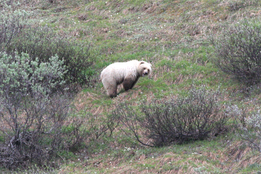 Grizzly Bear - Grizzly Beer