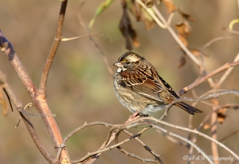 White throated sparrow pb.jpg