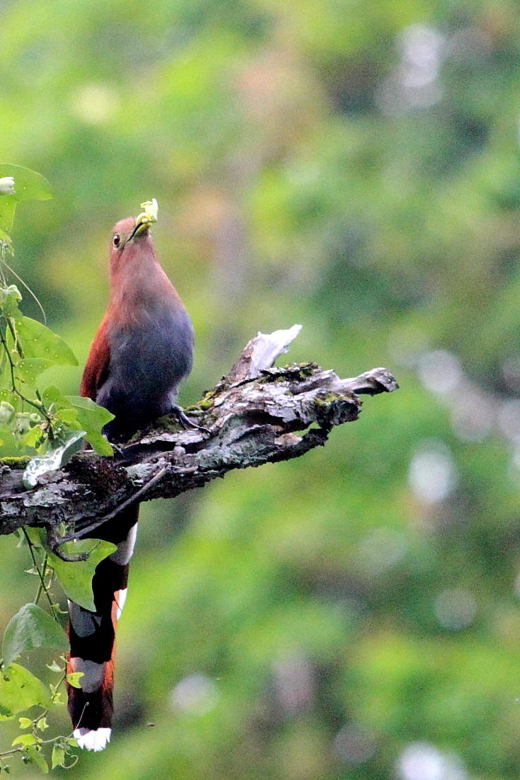 IMG_7382squirrelcuckoo.JPG