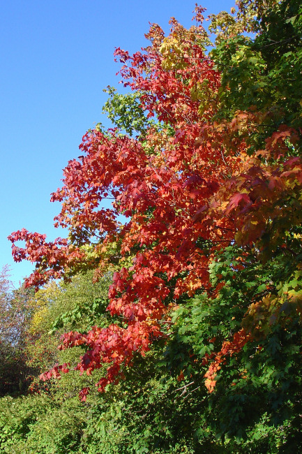 Autumn Color 005