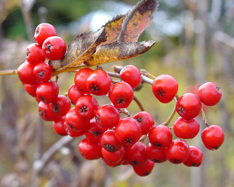 Autumn Color 021