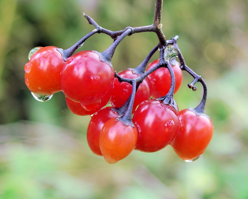 Autumn Color 052 - Nightshade