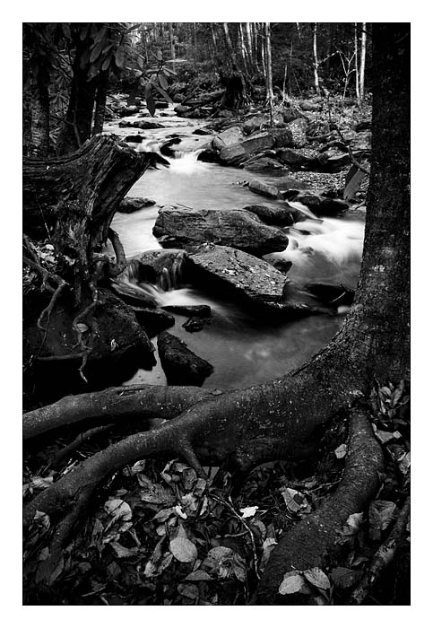 Alum Cave Trail B&W
