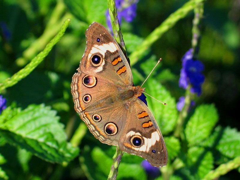 Natures Jewels