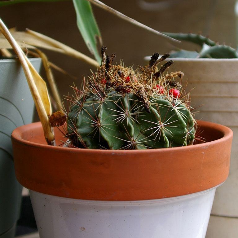 Cactus in a pot 5791.jpg