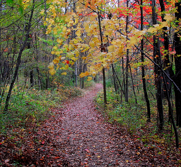 Path Through The Woods